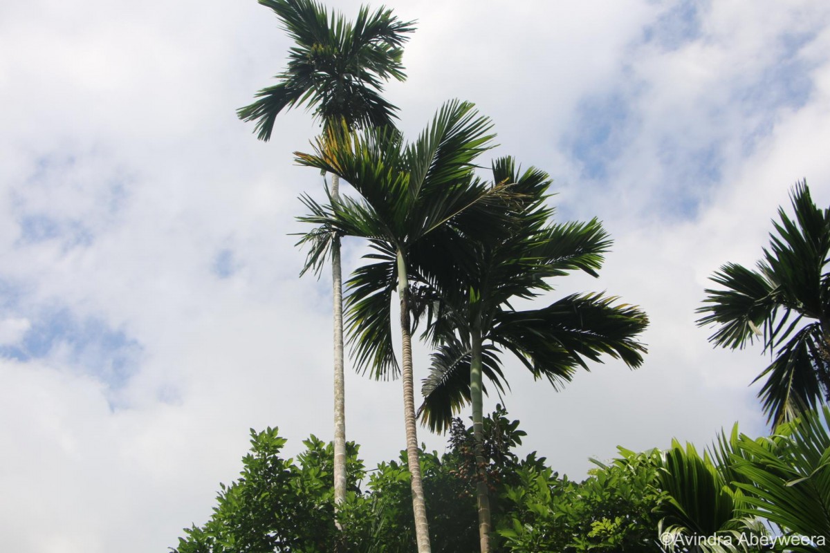 Areca catechu L.